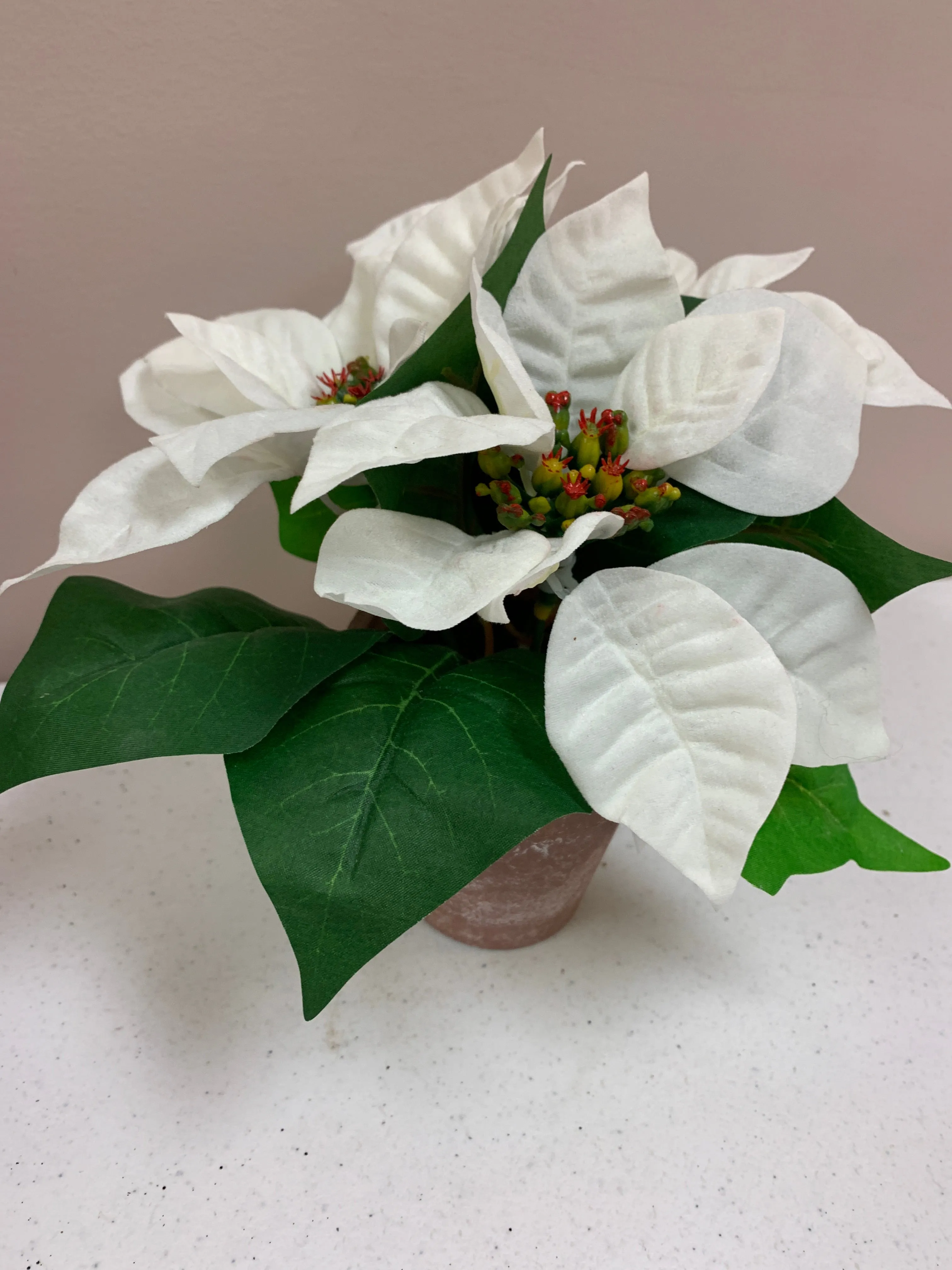 Red and White Poinsettias In Pots