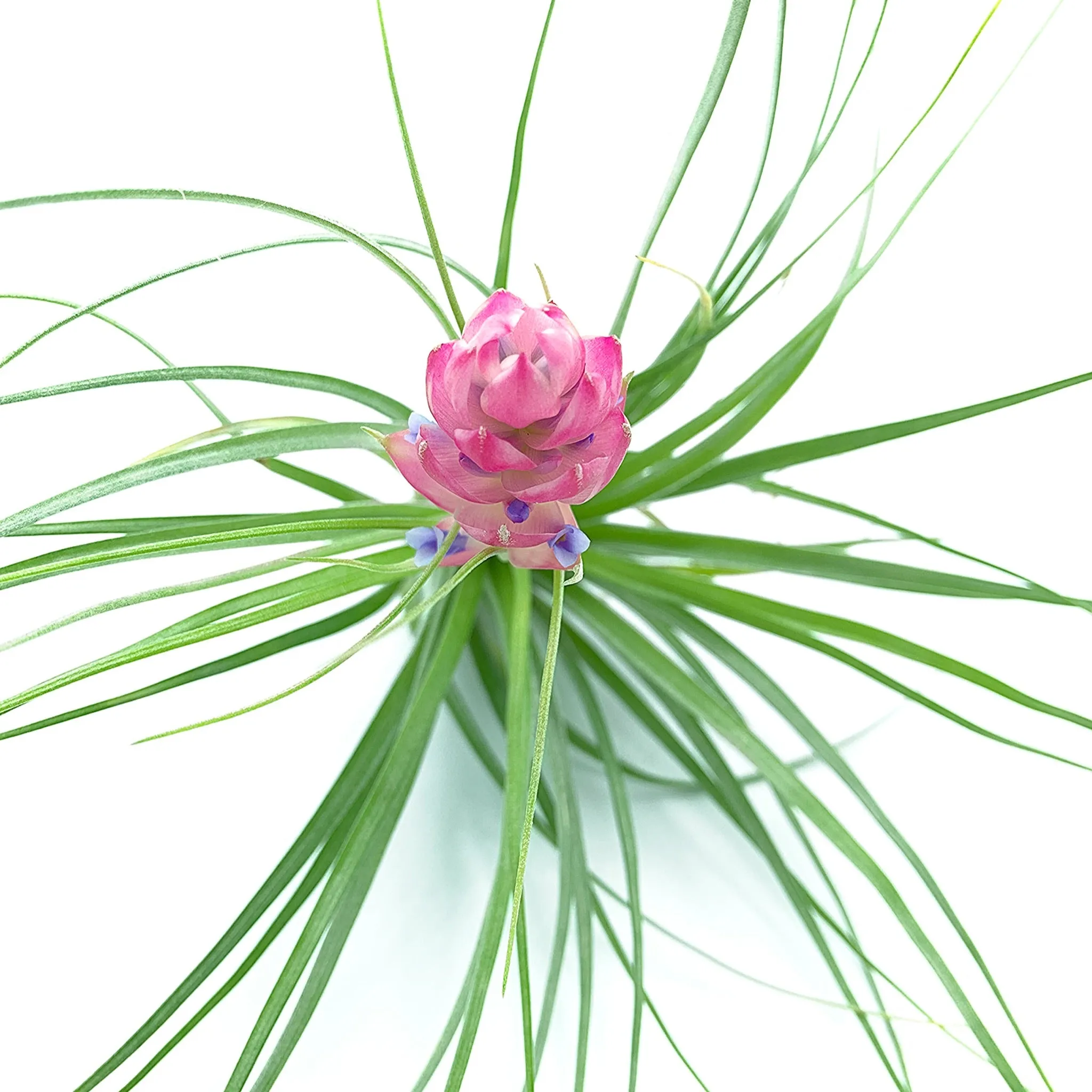 Tillandsia Stricta Air Plant