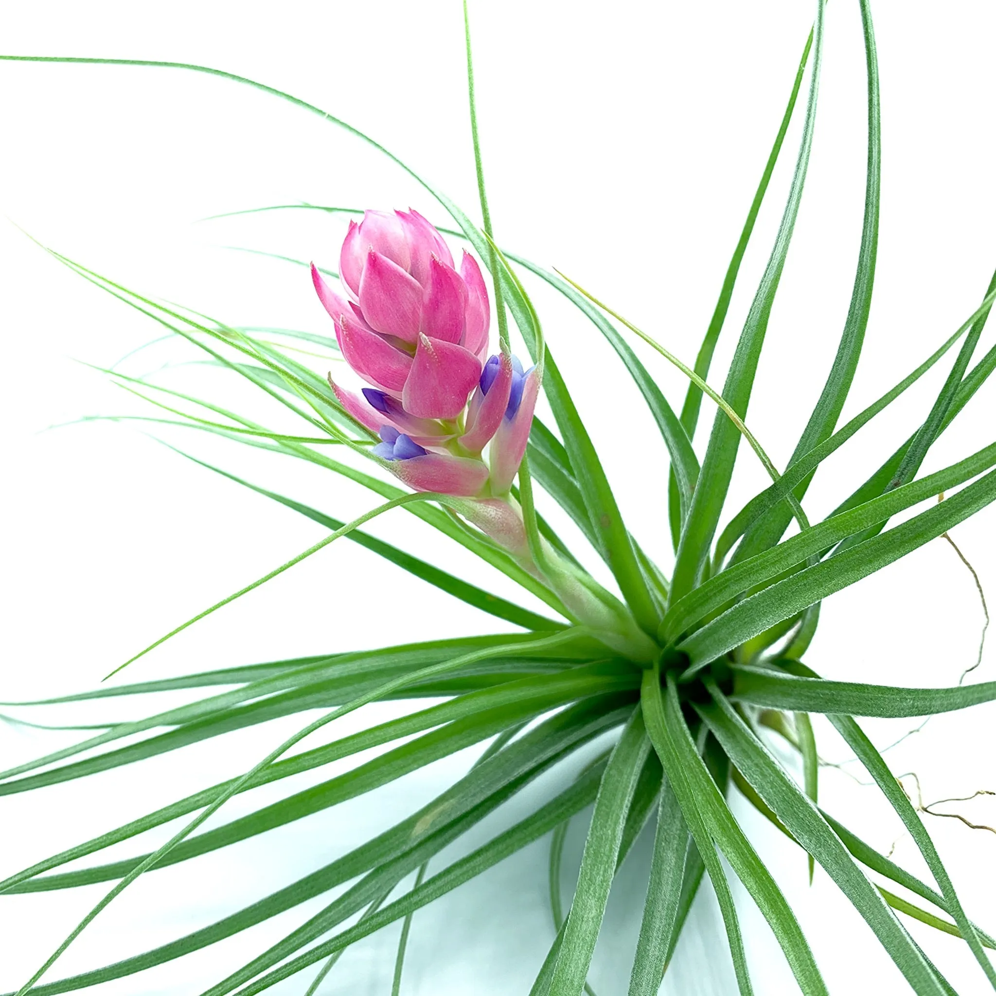 Tillandsia Stricta Air Plant