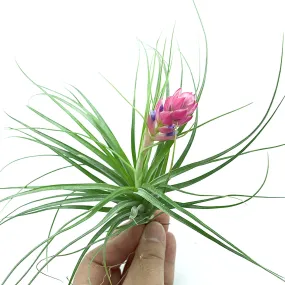 Tillandsia Stricta Air Plant