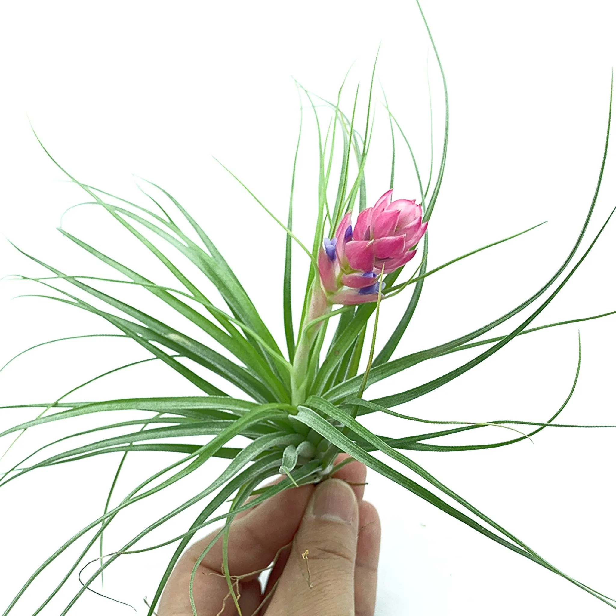 Tillandsia Stricta Air Plant